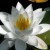 Profilbild von Betula