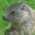 Profilbild von Mahalia