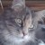 Profilbild von Awenwitch