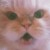 Profilbild von Leoniesanja