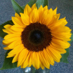Profilbild von Blumenwiese